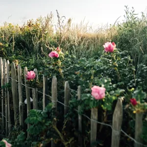 Hvidbjerg Strand Camping Resort Hegn